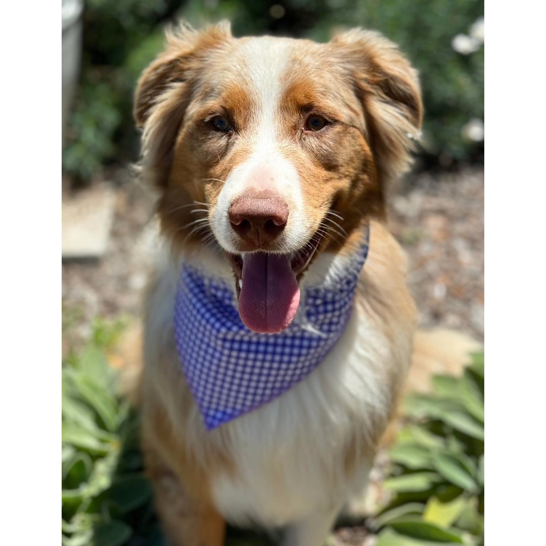 Reversible bandana - Blue Garden/Grape Gingham