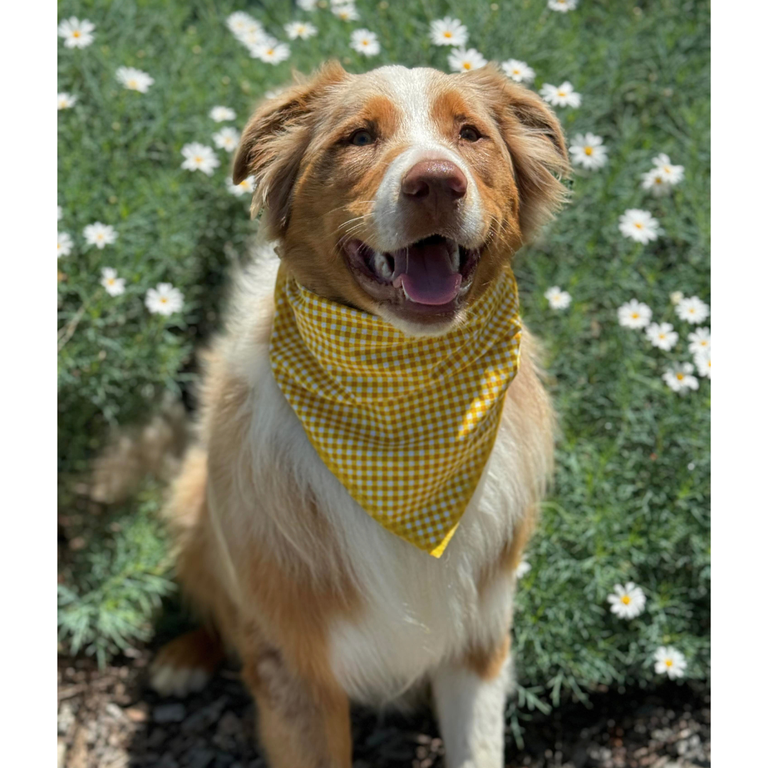Golden Gingham Bandana