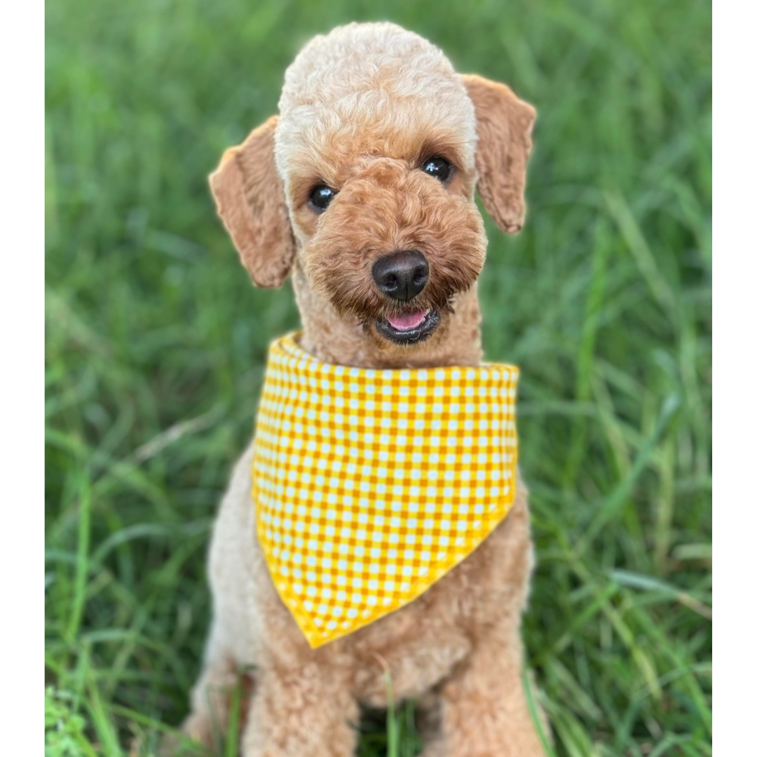 Golden Gingham Bandana