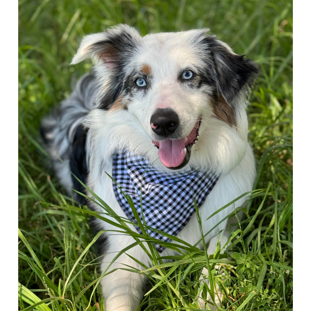 Black Gingham Bandana