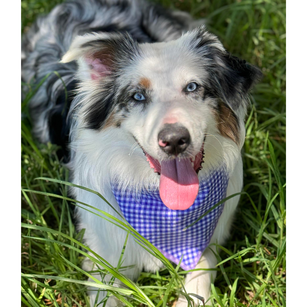 Reversible bandana - Blue Garden/Grape Gingham