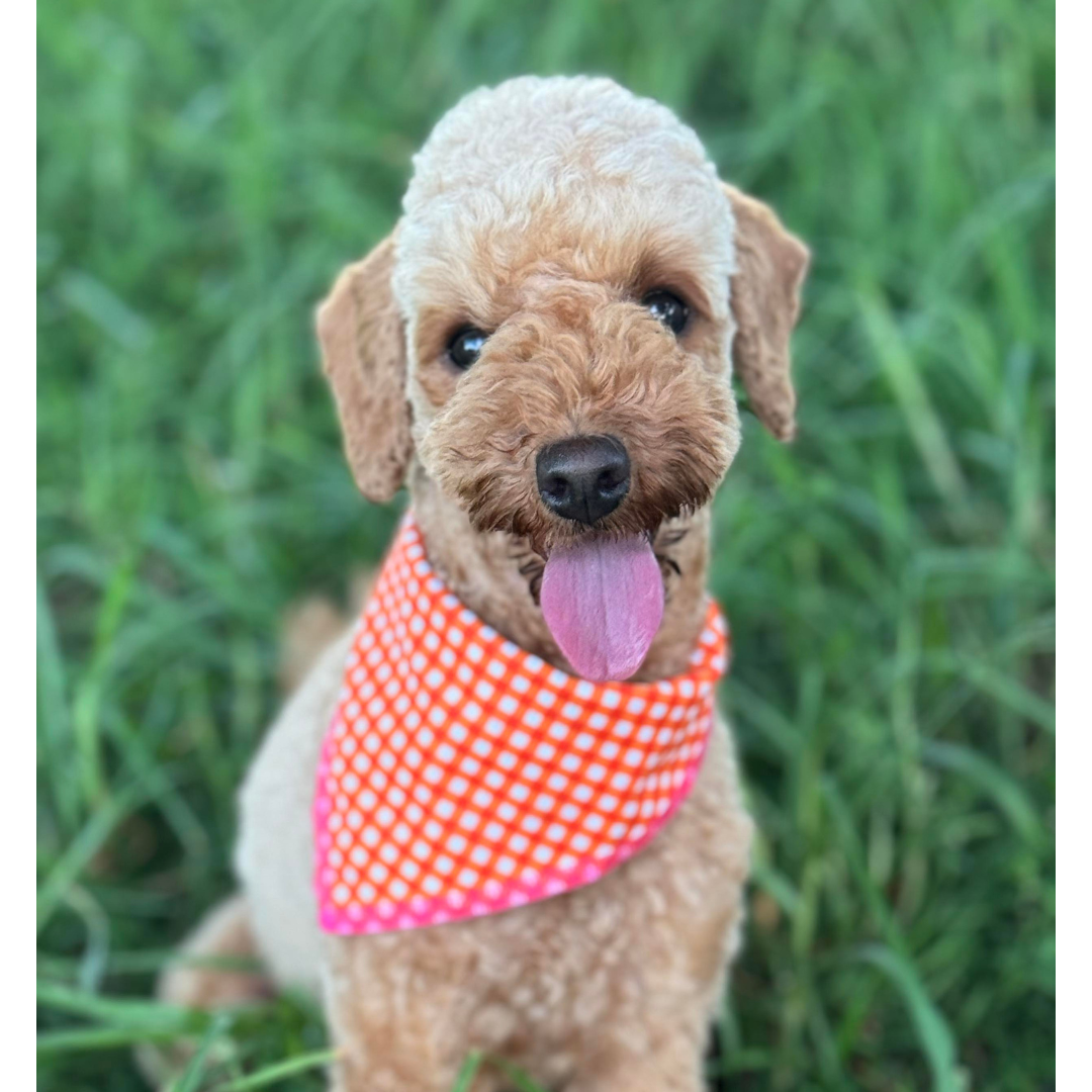 Reversible bandana - Pink Garden/Orange Gingham