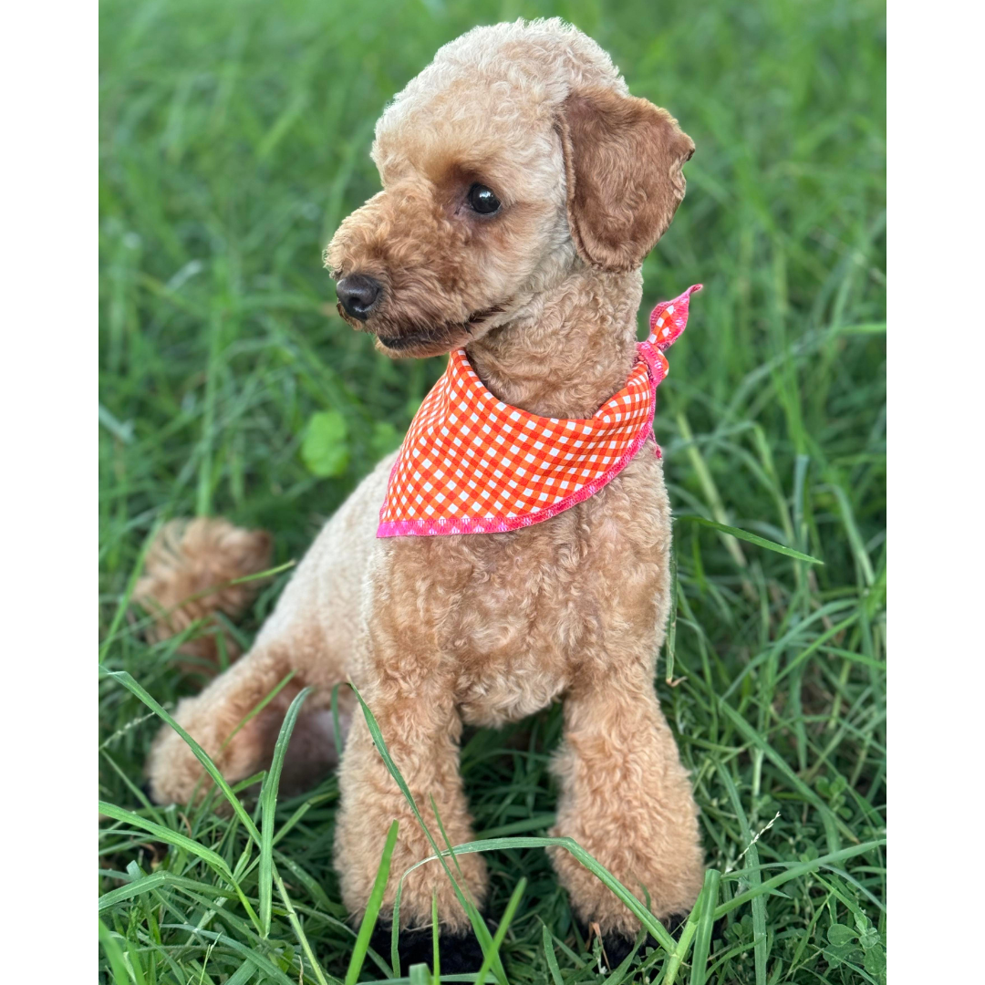 Reversible bandana - Pink Garden/Orange Gingham