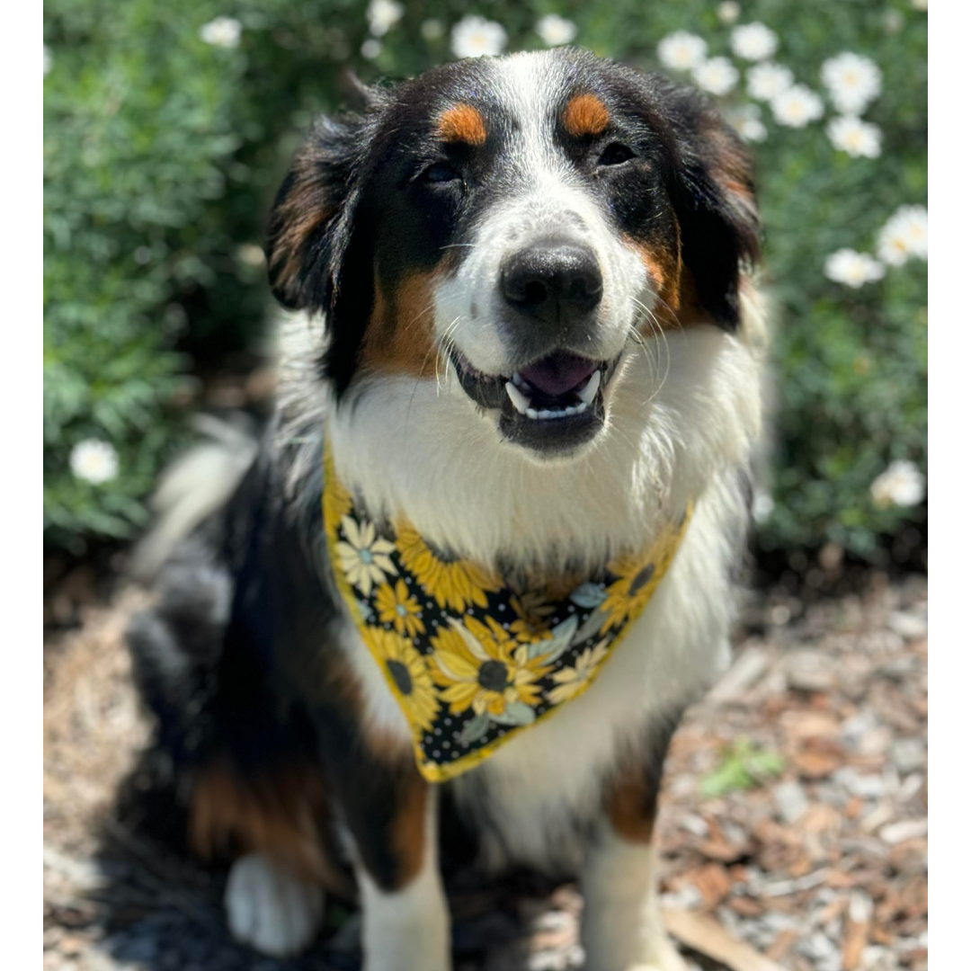 Reversible bandana - Sunflowers/Golden Gingham