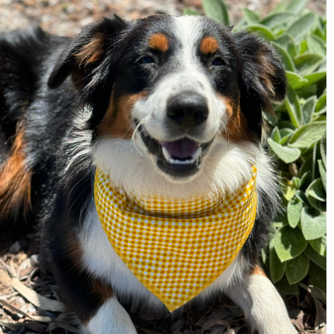 Reversible bandana - Sunflowers/Golden Gingham